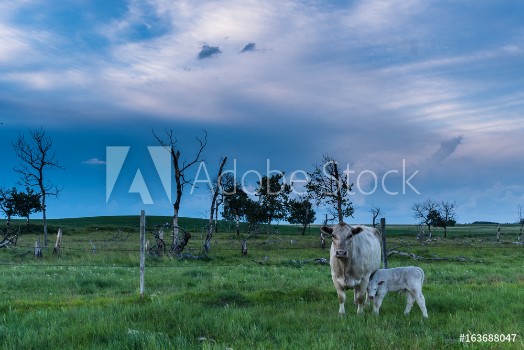 Picture of Cow and Calf on the Prairies 